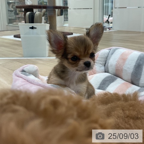 チワワの写真