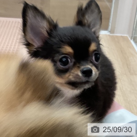 チワワの写真