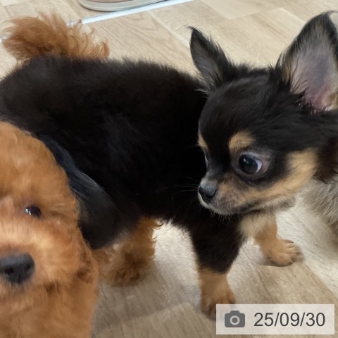 チワワの写真