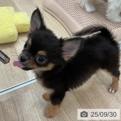 チワワの写真