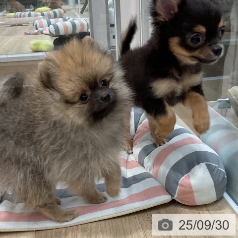 チワワの写真