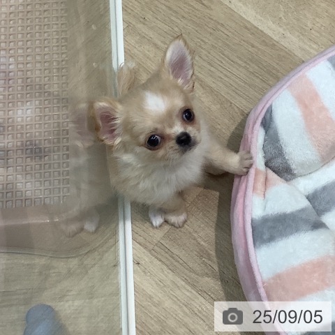 チワワの写真