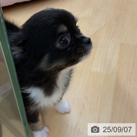 チワワの写真