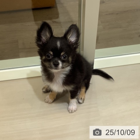 チワワの写真