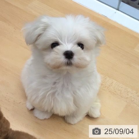 マルチーズの写真