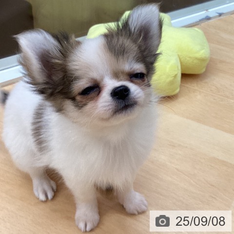 チワワの写真