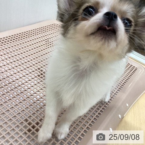 チワワの写真