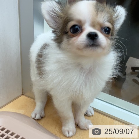 チワワの写真