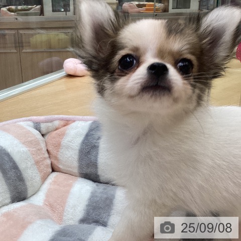 チワワの写真