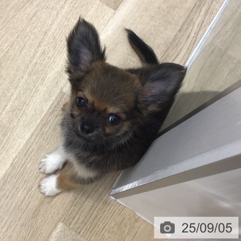 チワワの写真