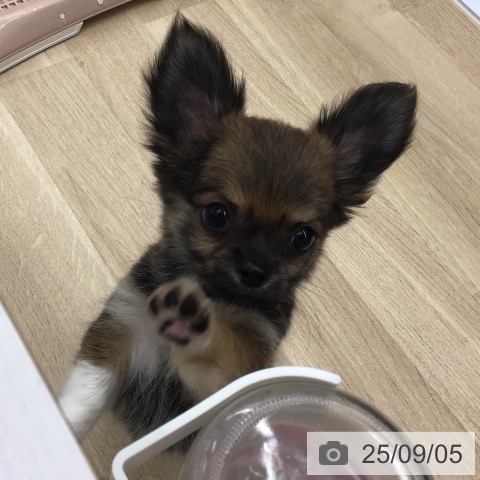 チワワの写真