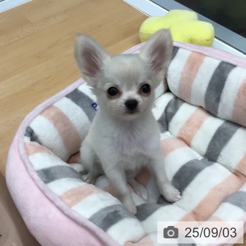 チワワの写真