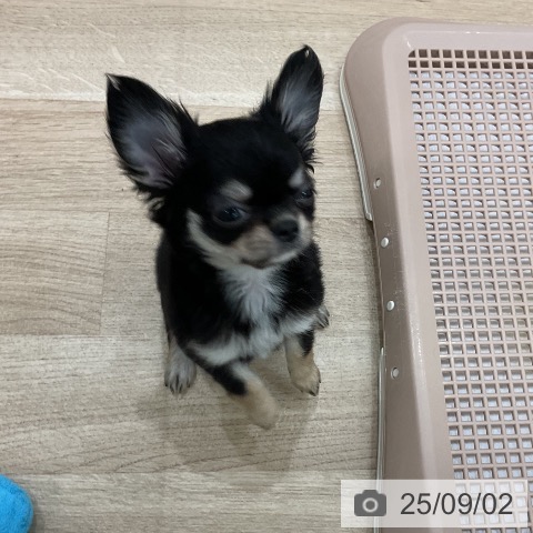 チワワの写真