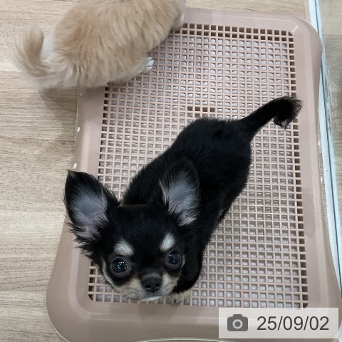 チワワの写真
