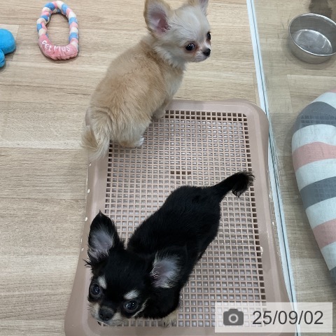 チワワの写真
