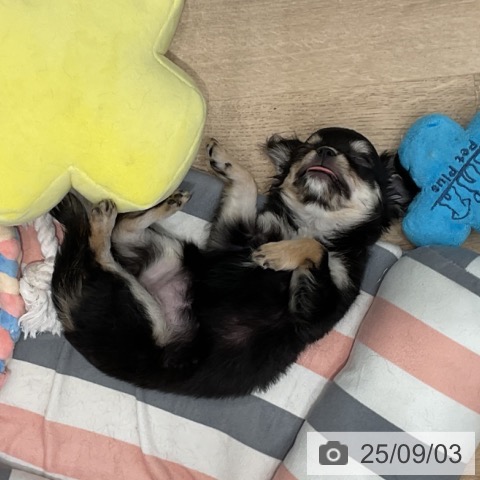 チワワの写真
