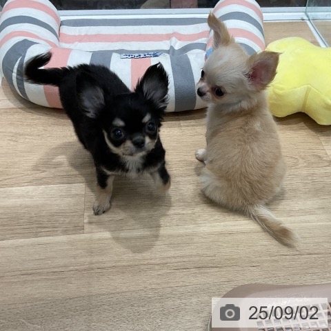 チワワの写真