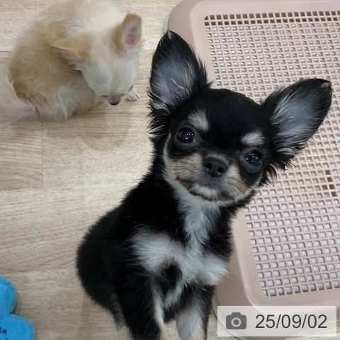 チワワの写真