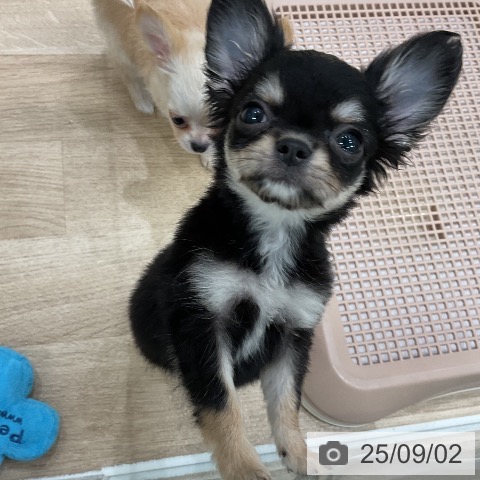 チワワの写真
