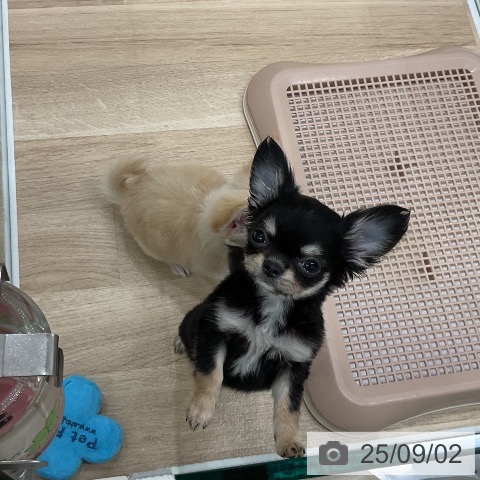 チワワの写真