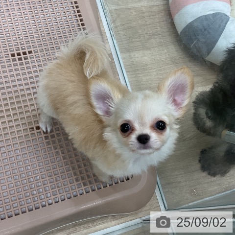チワワの写真