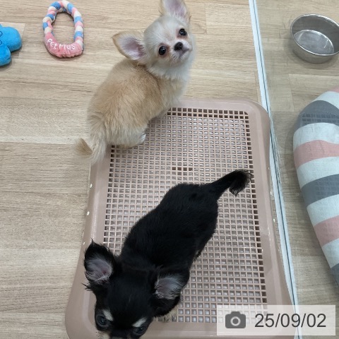 チワワの写真