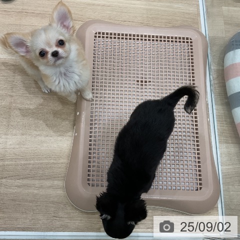 チワワの写真