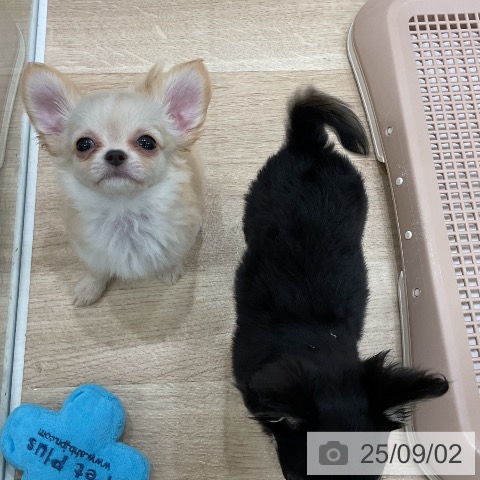 チワワの写真