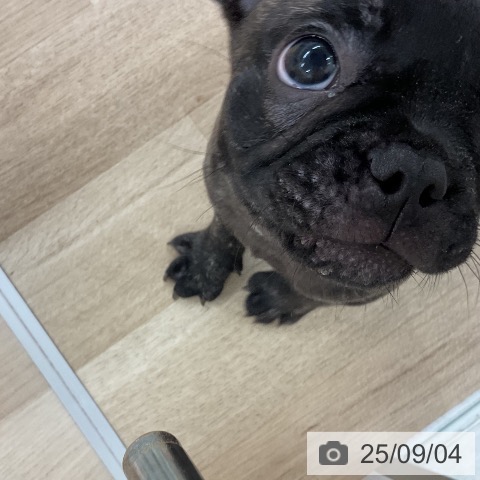 フレンチ・ブルドッグの写真
