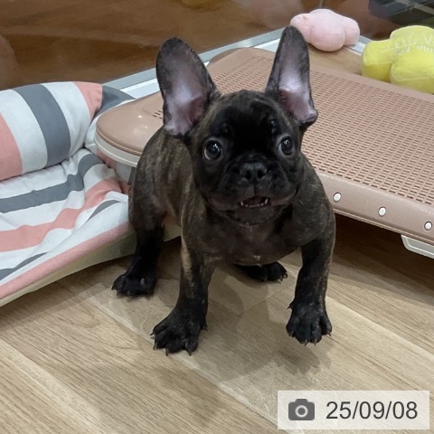 フレンチ・ブルドッグの写真