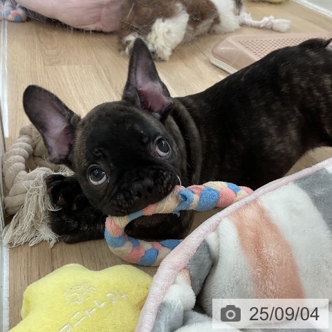 フレンチ・ブルドッグの写真