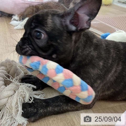 フレンチ・ブルドッグの写真