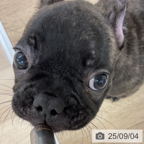 フレンチ・ブルドッグの写真