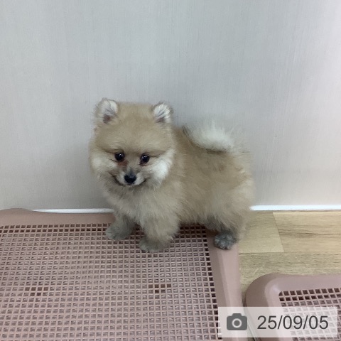 ポメラニアンの写真