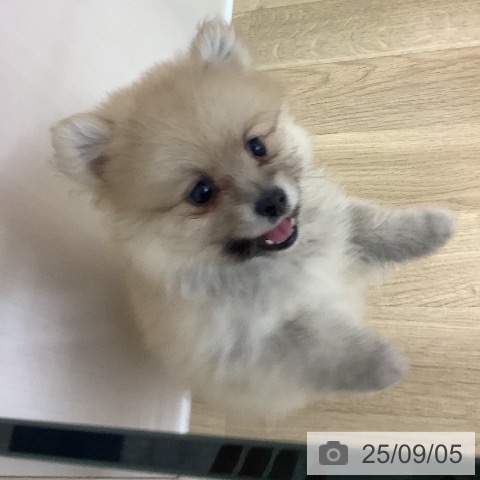 ポメラニアンの写真