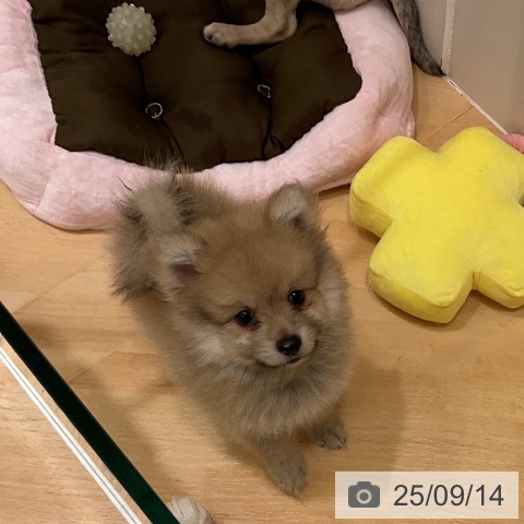 ポメラニアンの写真