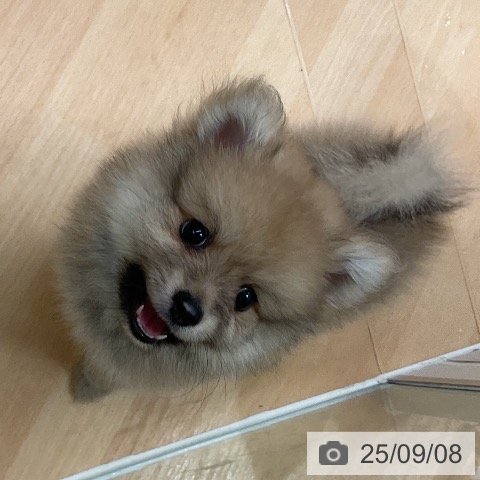 ポメラニアンの写真