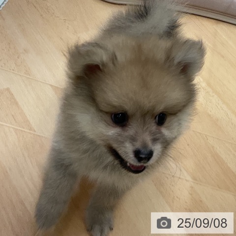 ポメラニアンの写真