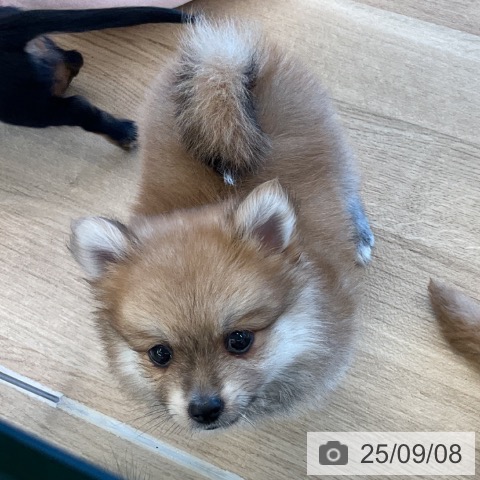 ポメラニアンの写真