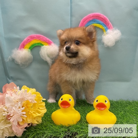 ポメラニアンの写真