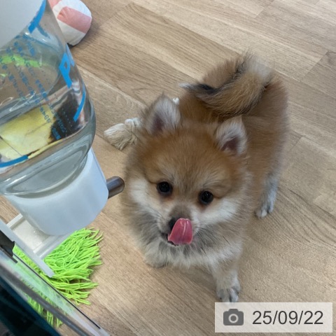 ポメラニアンの写真