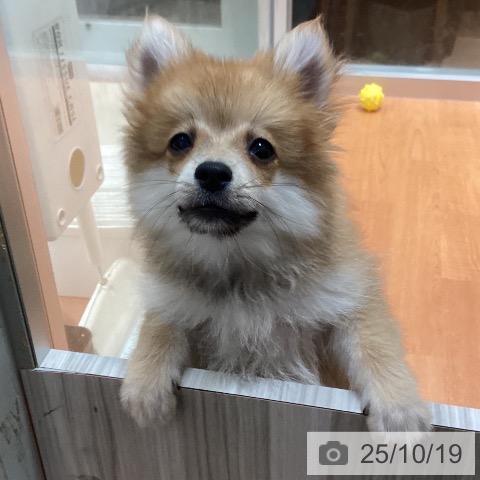 ポメラニアンの写真