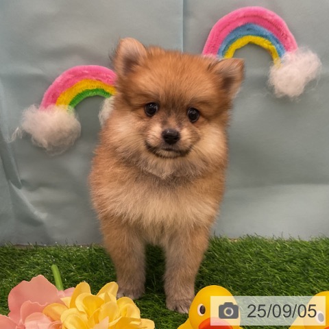 ポメラニアンの写真