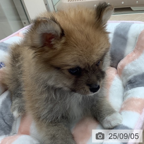 ポメラニアンの写真