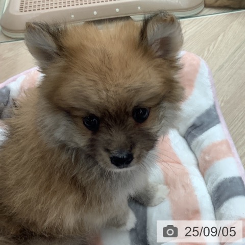 ポメラニアンの写真