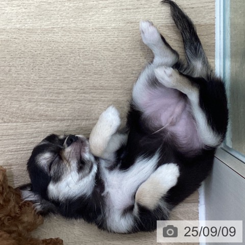 チワワの写真