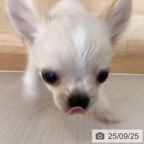 チワワの写真