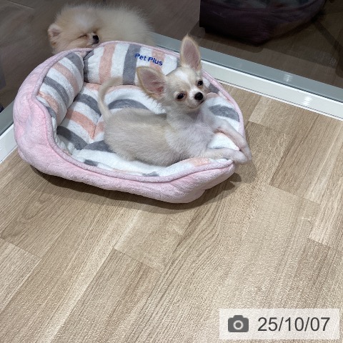 チワワの写真