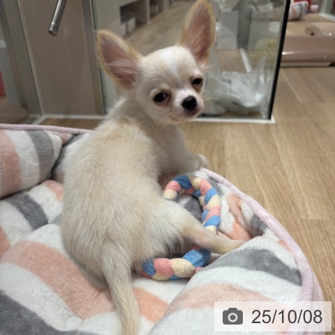 チワワの写真