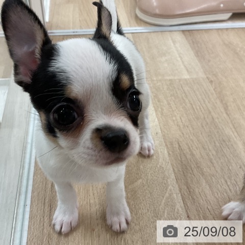 チワワの写真